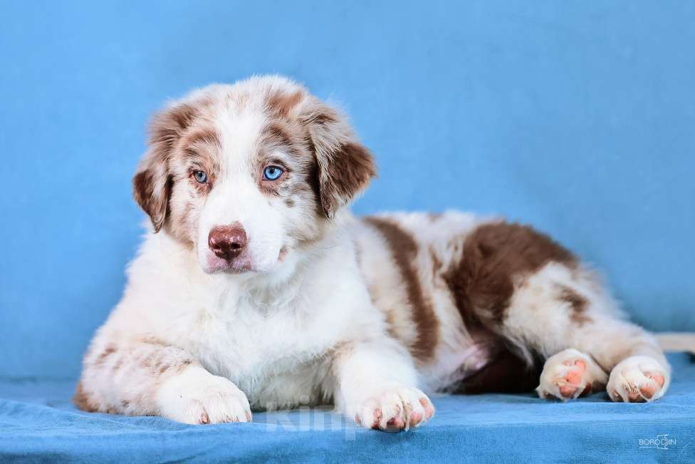 Собаки в других городах Новосибирской области: Щенок австралийской овчарки (аусси) Мальчик, 110 000 руб. - фото 3