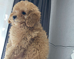 Собаки в Москве: Той- пудель мальчишка  Мальчик, Бесплатно - фото 2