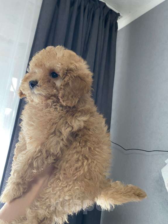 Собаки в Москве: Той- пудель мальчишка  Мальчик, Бесплатно - фото 2