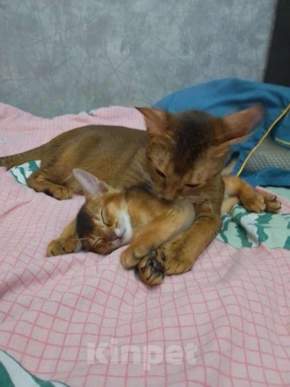 Кошки в Москве: Абиссинские котята Мальчик, 15 000 руб. - фото 6