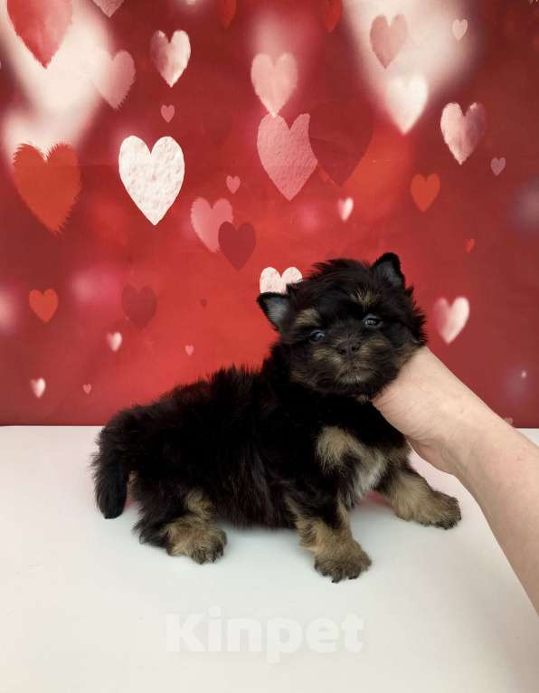 Собаки в Москве: Цветной йорк мальчик стандарт бэби фейс Мальчик, 50 000 руб. - фото 3