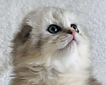 Кошки в Москве: Шотландский вислоухий котенок Мальчик, 40 000 руб. - фото 3