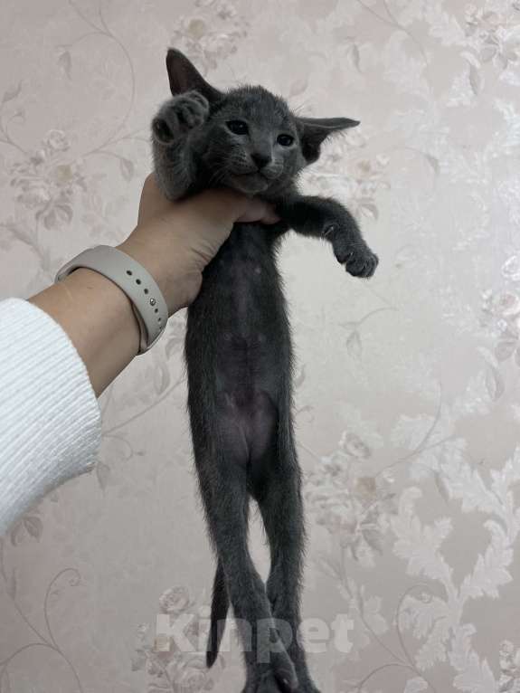 Кошки в Москве: Ориентальная малышка Beatris Беатрис Девочка, 60 000 руб. - фото 7