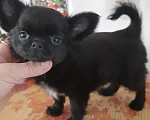 Собаки в Москве: Мальчик чихуахуа чёрного окраса Мальчик, 20 000 руб. - фото 1