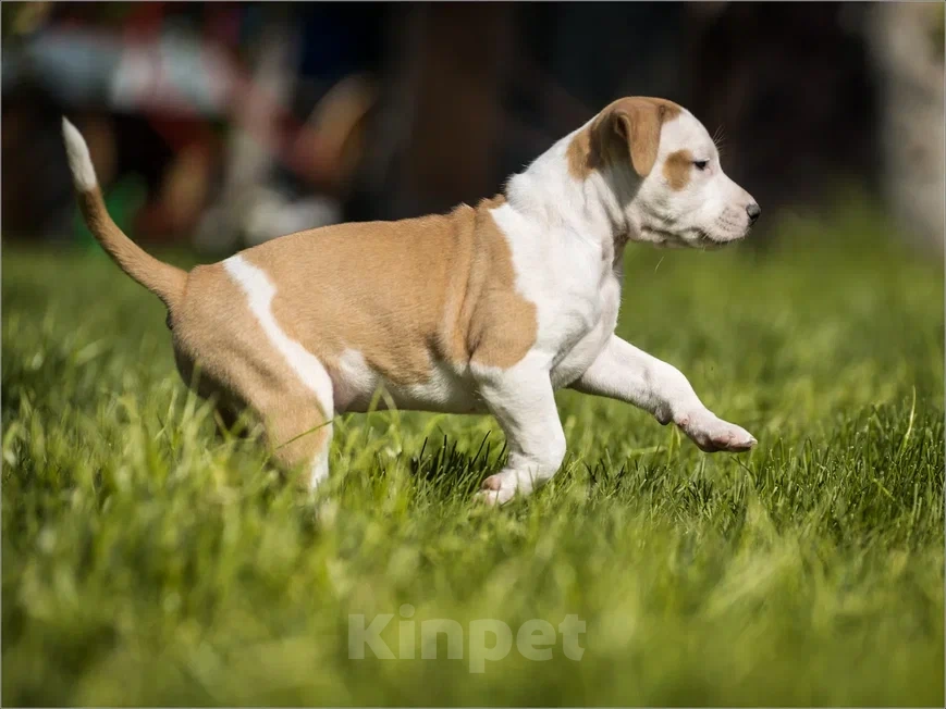 Собаки в Самаре: Щенки АСТ из питомника Мальчик, 30 000 руб. - фото 2