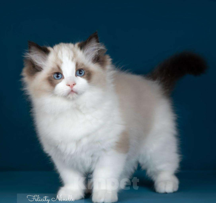 Кошки в Москве: Рэгдолл котята  Мальчик, Бесплатно - фото 3