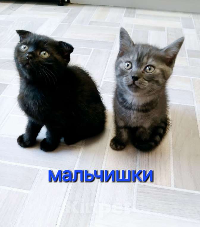 Кошки в Тольятти: Котенок скотишш страйт Мальчик, Бесплатно - фото 7