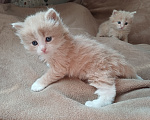 Кошки в Москве: Сибирские котята Мальчик, Бесплатно - фото 9