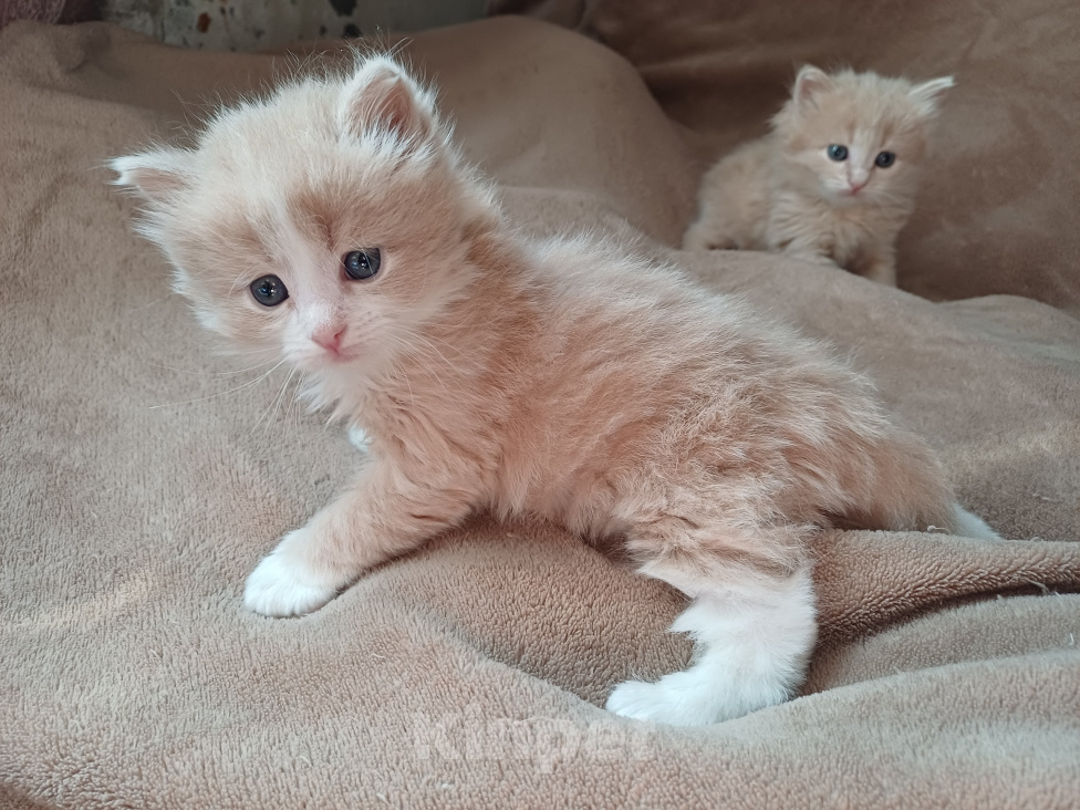 Кошки в Москве: Сибирские котята Мальчик, Бесплатно - фото 9