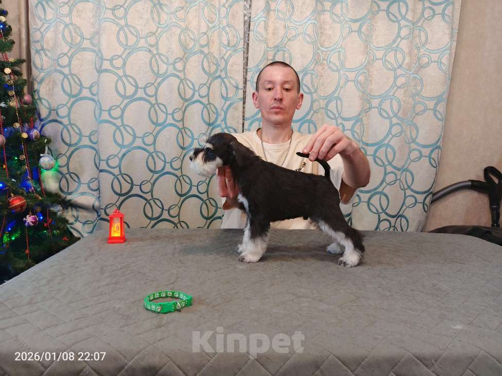 Собаки в Красноярске: Цвергшнауцер щенки Мальчик, 60 000 руб. - фото 2