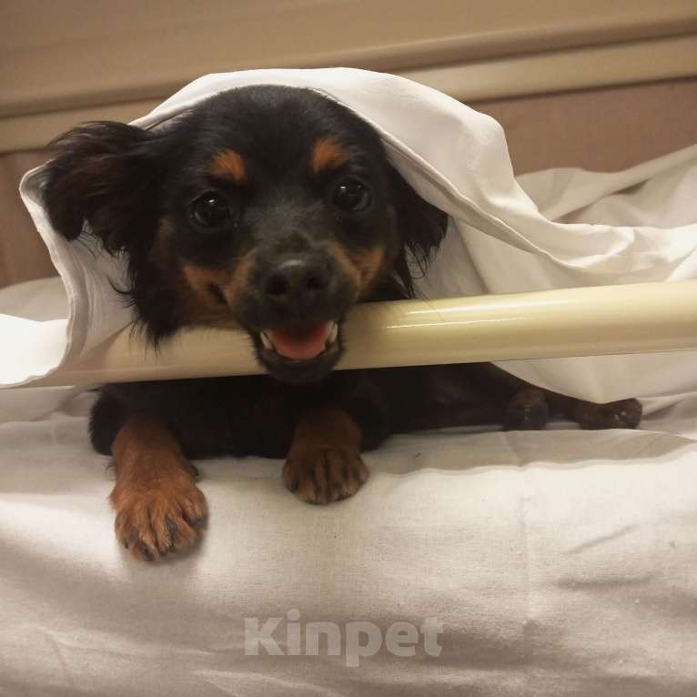 Собаки в Серпухове: Щенок Русского длинношорстного той терьера  Девочка, 15 000 руб. - фото 4