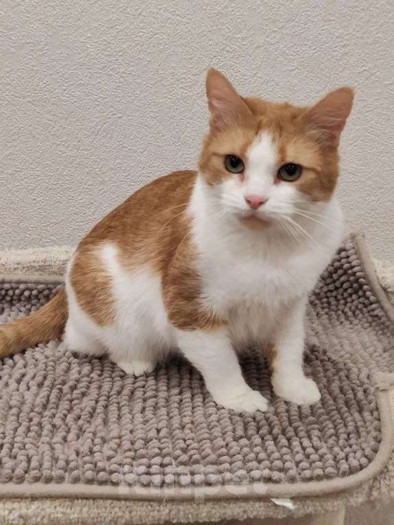 Кошки в Москве: Найдись, хозяин для ласковой Алиски Девочка, Бесплатно - фото 5