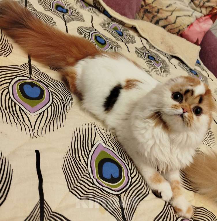 Кошки в Валдае: Шотландские котята- победители выставки Девочка, 30 000 руб. - фото 4