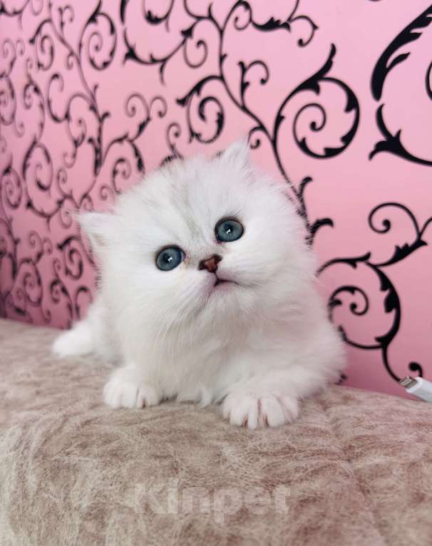 Кошки в Нижнем Новгороде: Шотландская серебристая трехцветная Девочка, 25 000 руб. - фото 3