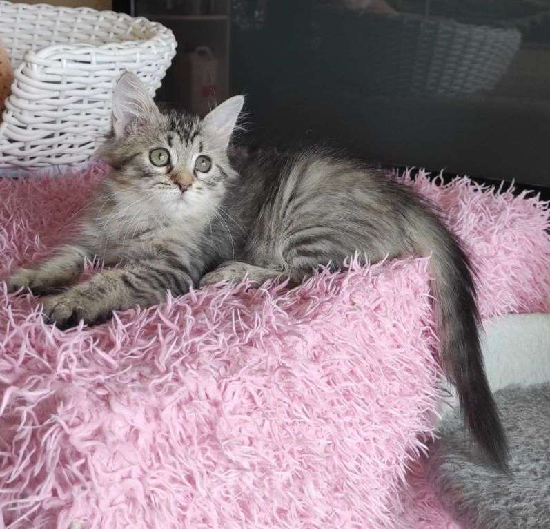 Кошки в Новосибирске: Jemka Девочка, 50 000 руб. - фото 3