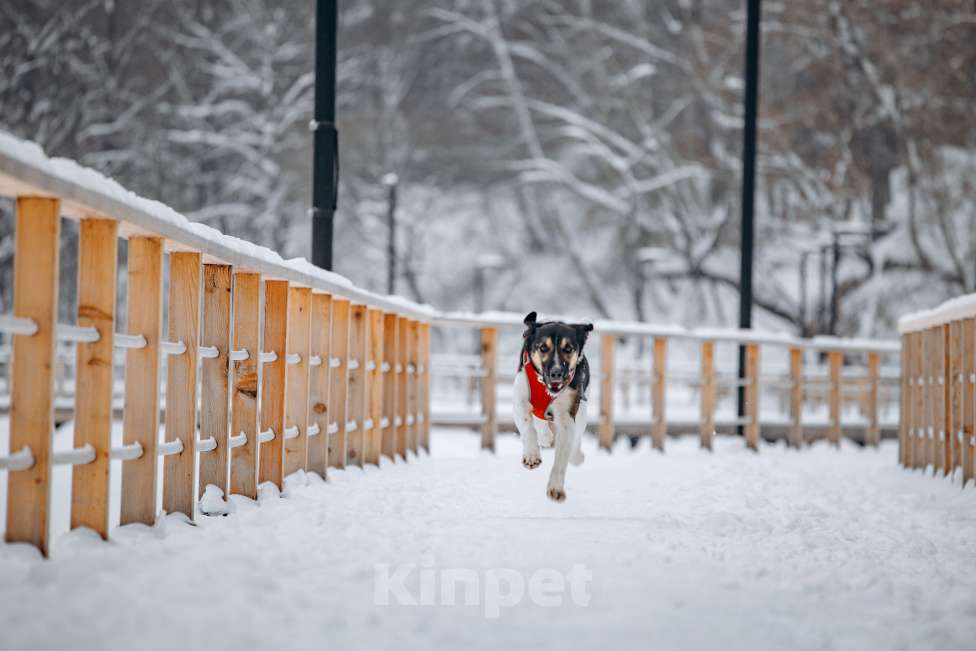 Собаки в других городах Московской области: Солнечный мальчишка ждёт семью в приюте Мальчик, Бесплатно - фото 5