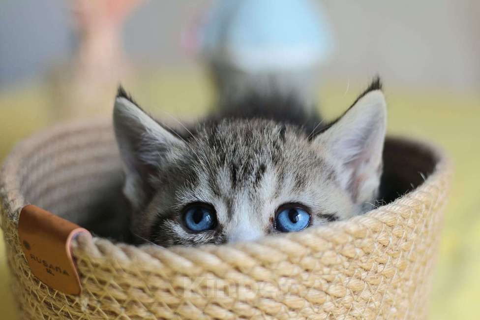 Кошки в Хабаровске: Девочка Девон-рекс дгг Девочка, 150 000 руб. - фото 1