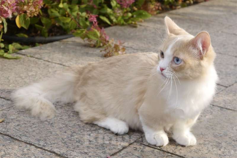 Кошки в Челябинске: Манчкины Девочка, Бесплатно - фото 2