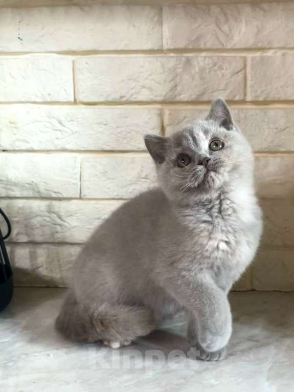 Кошки в Москве: Британский лиловый с кремом котенок Девочка, 50 000 руб. - фото 2