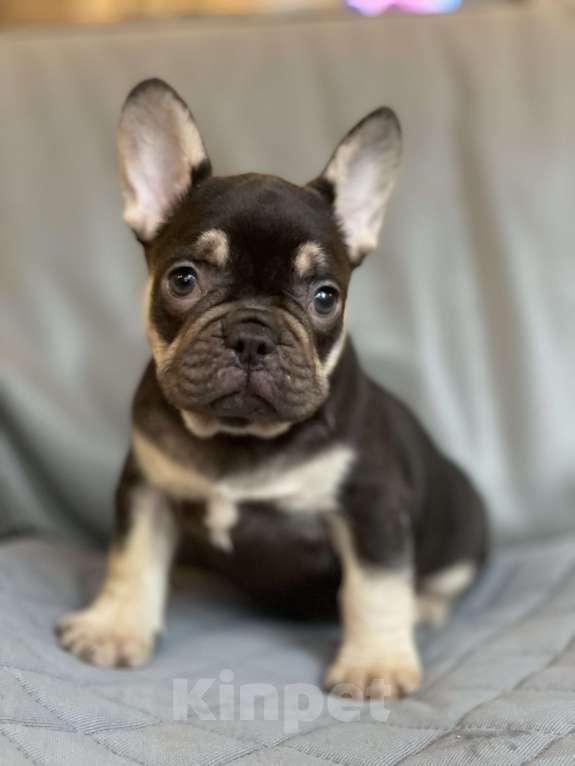 Собаки в Санкт-Петербурге: Мальчик шоколадно-подпалый Мальчик, 50 000 руб. - фото 1