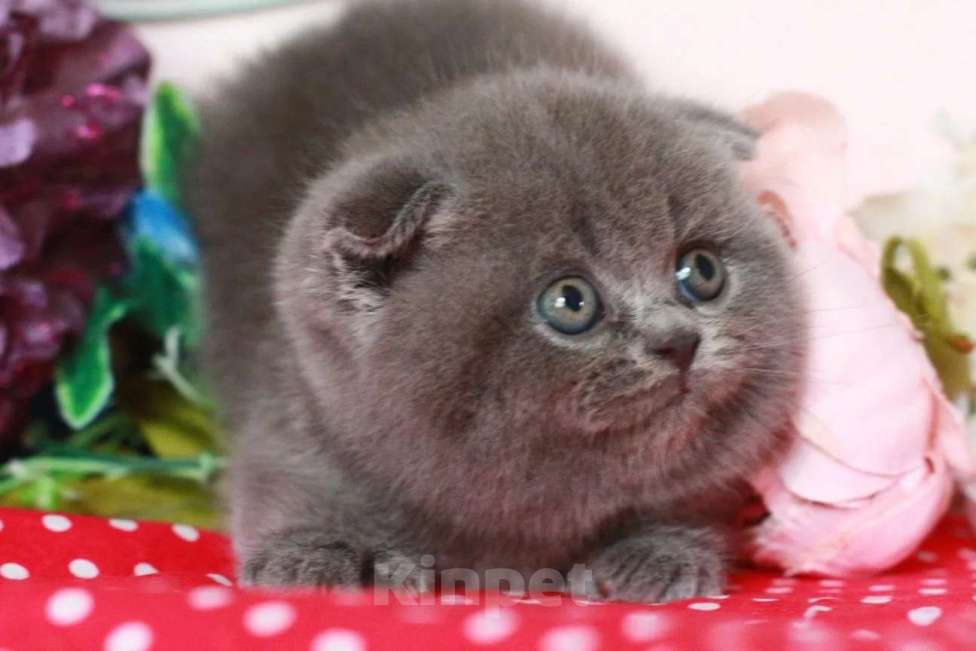 Кошки в Москве: Шотландский котик Мальчик, 20 000 руб. - фото 3