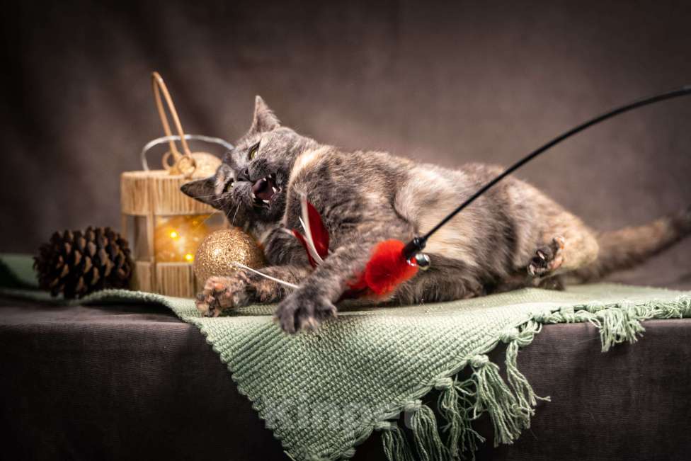 Кошки в Клине: Ася — красавица с редким окрасом Девочка, Бесплатно - фото 8