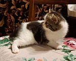 Кошки в Краснодаре: кошечка красавица Девочка, 5 000 руб. - фото 1