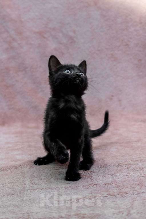 Кошки в Москве: котенок Карамелька ищет дом Девочка, Бесплатно - фото 4