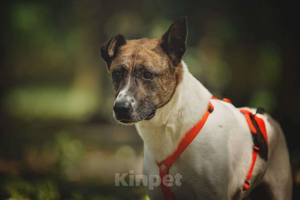 Собаки в Москве: Трогательный Пельмешка в поисках семьи Мальчик, Бесплатно - фото 7