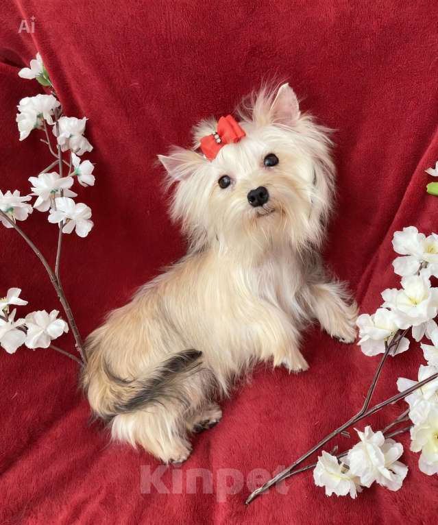 Собаки в Москве: Мини йорк девочка золотая подрощенная Девочка, 80 000 руб. - фото 4