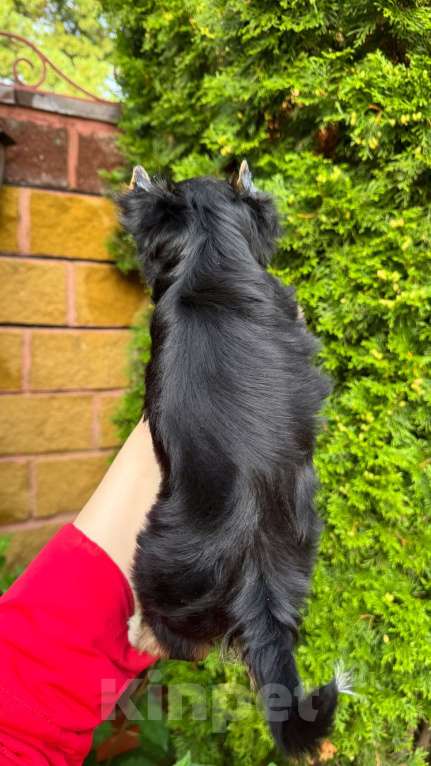 Собаки в Москве: Девочка очаровашка Йорк  Девочка, 50 000 руб. - фото 2