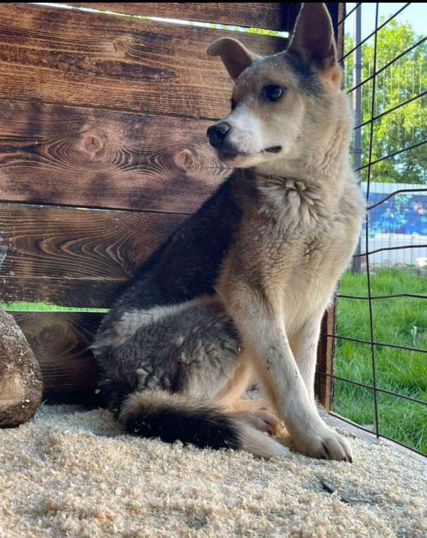 Собаки в других городах Владимирской области: Красивая собака в добрые руки бесплатно Девочка, Бесплатно - фото 2