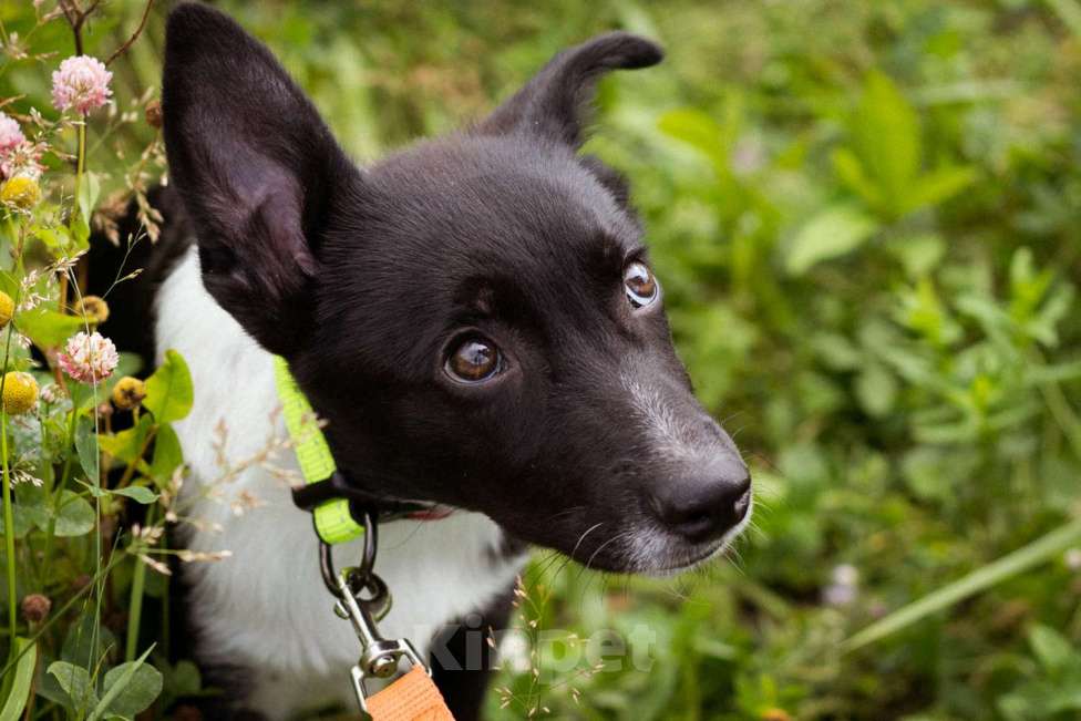Собаки в Москве: Месси, некрупный щенок из приюта Мальчик, Бесплатно - фото 6