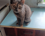 Кошки в Краснодаре: Кошечка карамелька ищет дом  Девочка, Бесплатно - фото 2