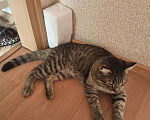 Кошки в Полевском: В добрые руки котика Бонифация Мальчик, Бесплатно - фото 2