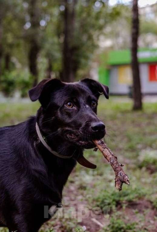 Собаки в Красногорске: Ищем дом красавице Сабрине! Девочка, Бесплатно - фото 1