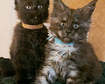 Кошки в Электростали: Котята мейн кун 2.5 мес Мальчик, 45 000 руб. - фото 6