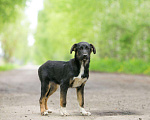 Собаки в Москве: 3 красивых щенка: метисы лабрадора и овчарки Мальчик, Бесплатно - фото 8
