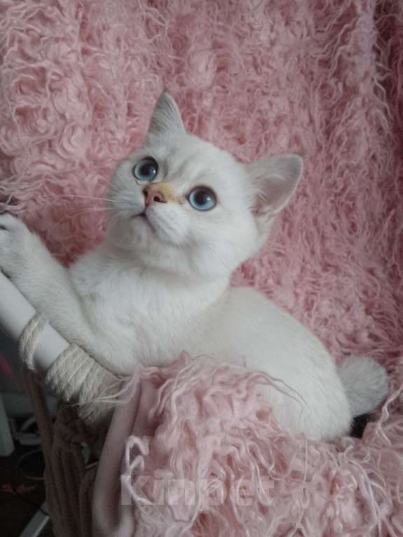 Кошки в Арзамасе: Шотландская девочка шиншилла колор поинт  Девочка, 15 000 руб. - фото 5