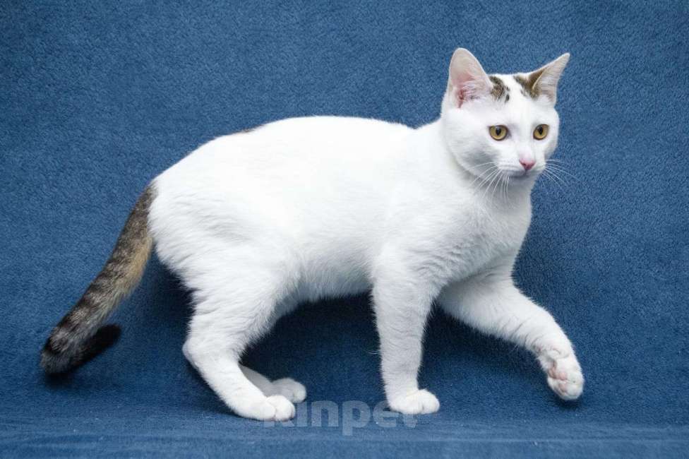 Кошки в Москве: Добрые сердца, прочтите про котенка Фикуса до конца Мальчик, 1 руб. - фото 9