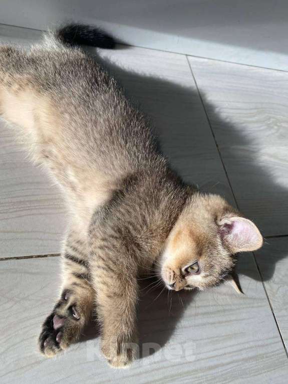 Кошки в Нижнем Новгороде: Шиншилловый шотландский чемпион Мальчик, Бесплатно - фото 9