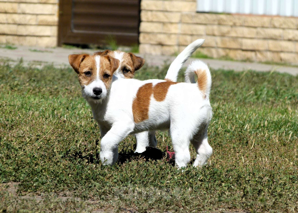 Собаки в других городах Ростовской области: Щенок Джек Рассел Терьера Мальчик, 35 000 руб. - фото 4