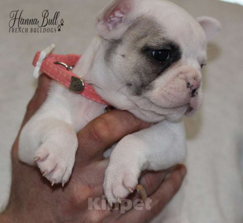 Собаки в Москве: Белая девочка французский бульдог в палевой шапочке Девочка, 70 000 руб. - фото 9