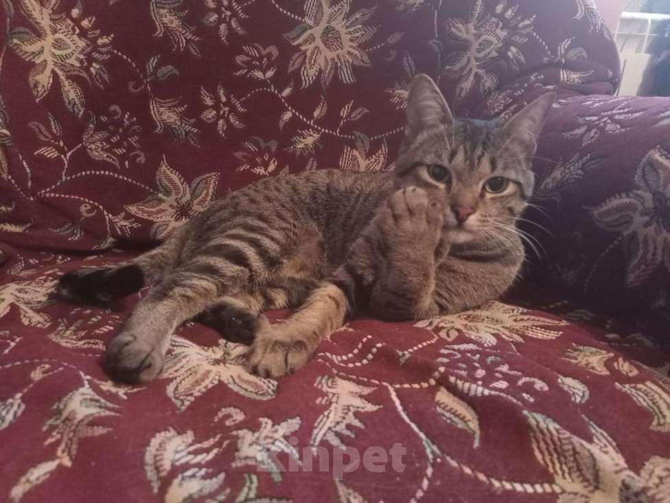 Кошки в Омске: (ﾉ◕ヮ◕)ﾉ*:･ﾟ✧Любознательный, игривый и общительный котик в поисках своей любящей семьи *:･ﾟ✧ Мальчик, Бесплатно - фото 6