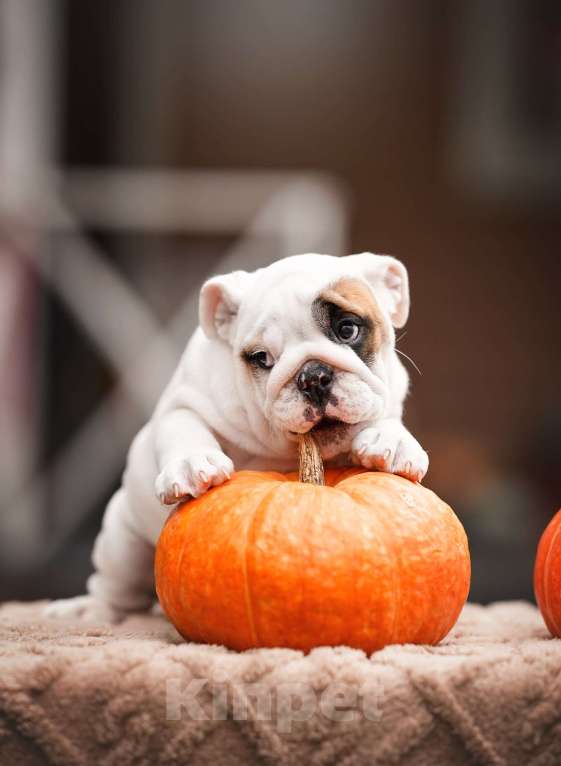 Собаки в Санкт-Петербурге: Английский бульдог щенок  Девочка, Бесплатно - фото 1