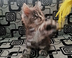 Кошки в Краснодаре: Полидакт Девочка, 25 000 руб. - фото 1