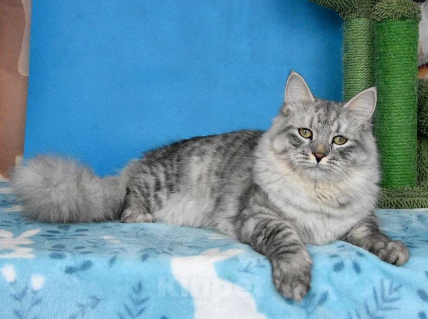 Кошки в Москве: Серебристый котик Мальчик, Бесплатно - фото 4