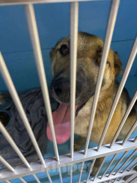 Собаки в Москве: Добрейший Трошенька ищет дом Мальчик, Бесплатно - фото 4