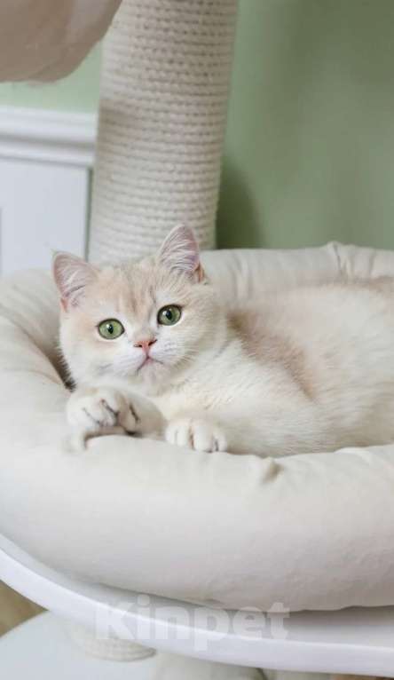 Кошки в Санкт-Петербурге: Британская голубая золотая шиншилла Девочка, 150 000 руб. - фото 6