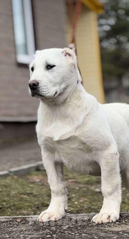 Собаки в Москве: Щенок Среднеазиатской овчарки Девочка, Бесплатно - фото 2